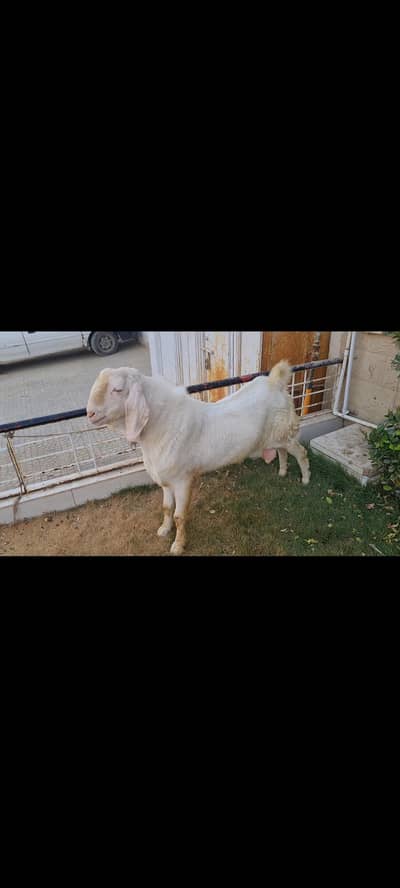 goat for sell
