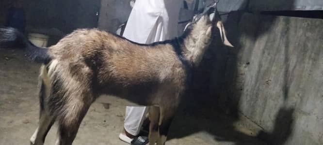 bakra
