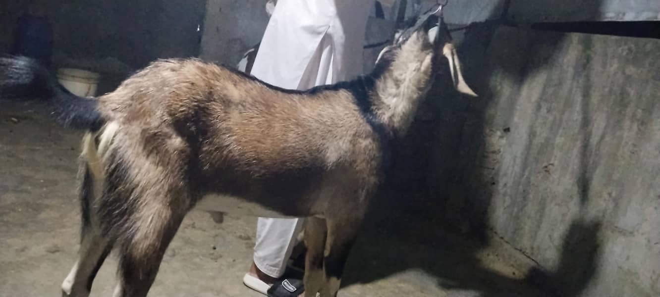 bakra 0