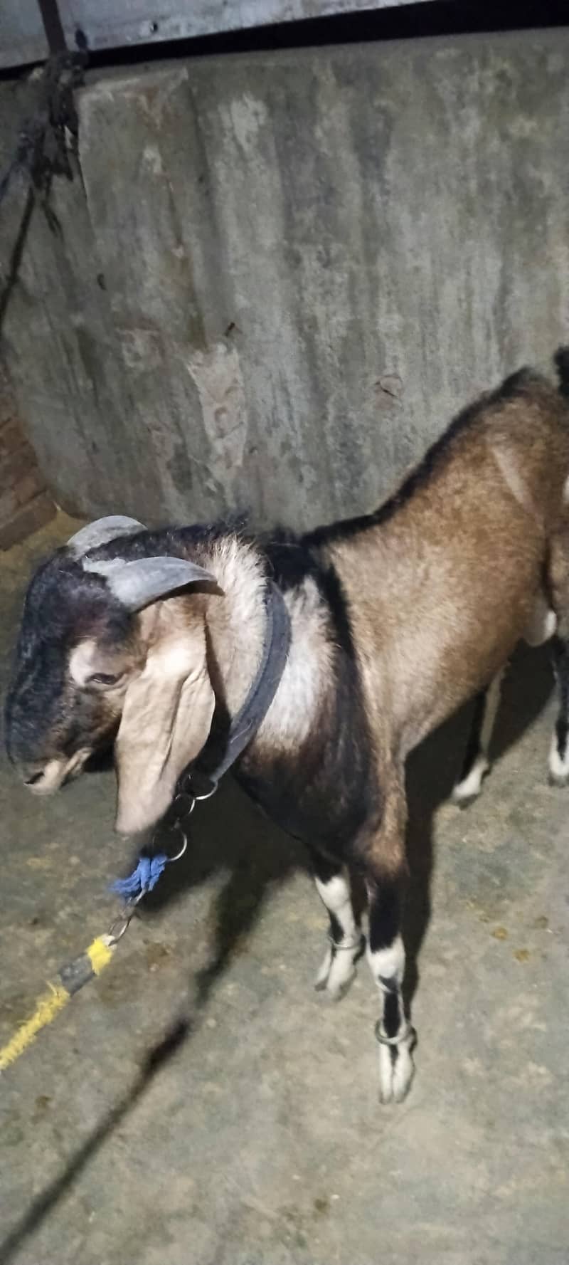 bakra 1
