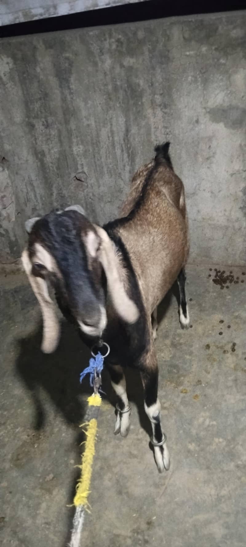 bakra 2