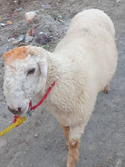 Fore Chhatra 9 month age for sale qurbani offer