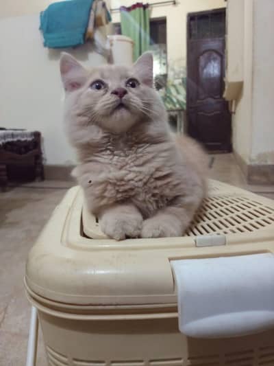 Persian baby 3 months female liter trained