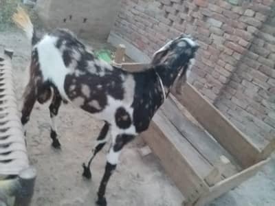 dasi got