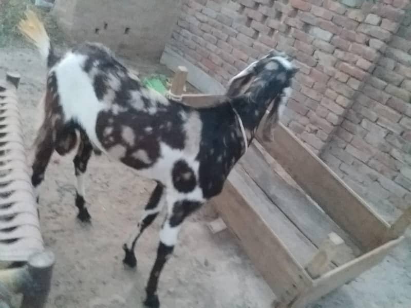 dasi got 0