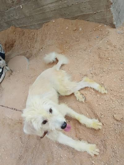Urgent for Sale 03117888303