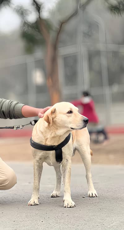 Labrador Retriever Golden For sale