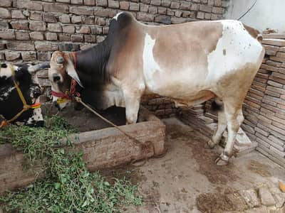bull for sale2 dant hai