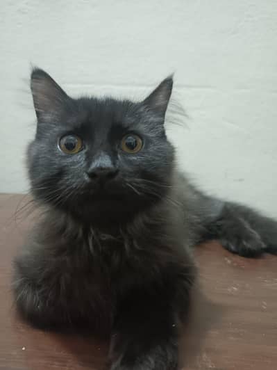 triple coat Persian kittens