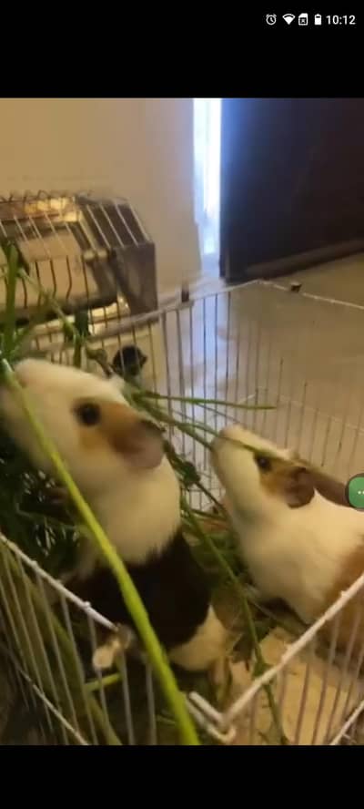 2 Healthy & Tamed Female Guinea Pigs for Sale – Serious Buyers Only