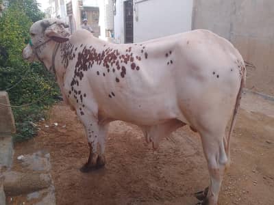 Nukra Bacha 2 Dant