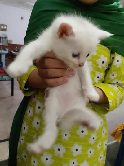 2 adad billi k bachay