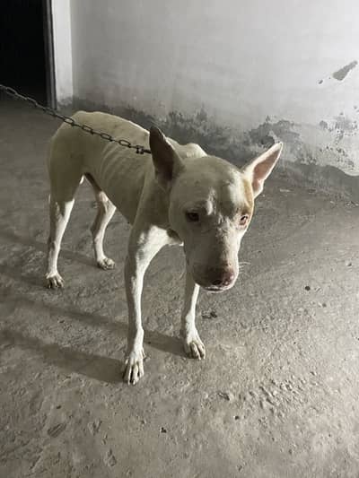 Bohat acha dog hai ghar mai he rakha hai