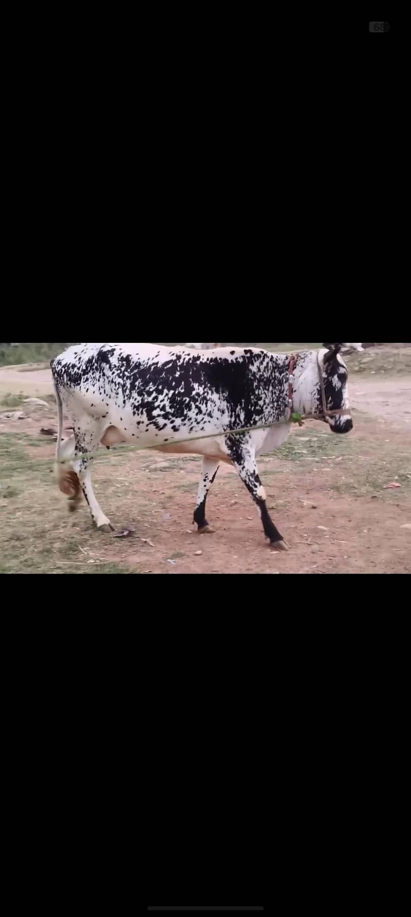 for eid UL adha 3