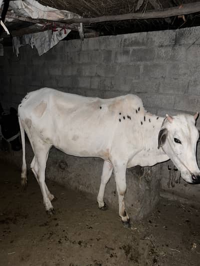 cow dondi vair
