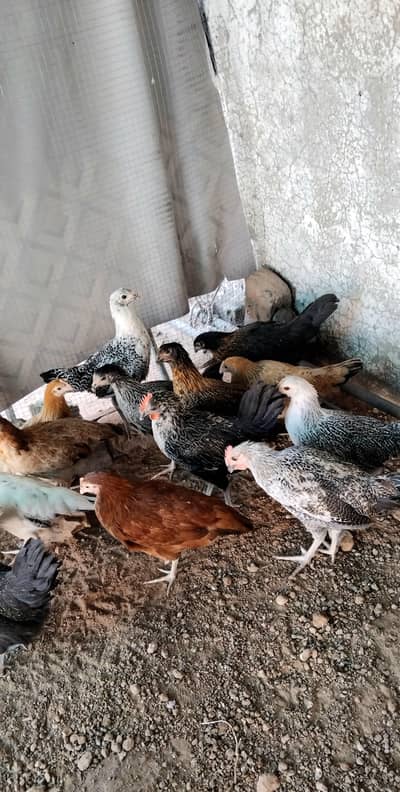 4months misri hens all females