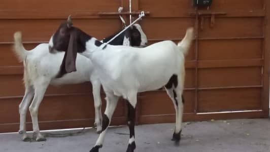 Jori for sale