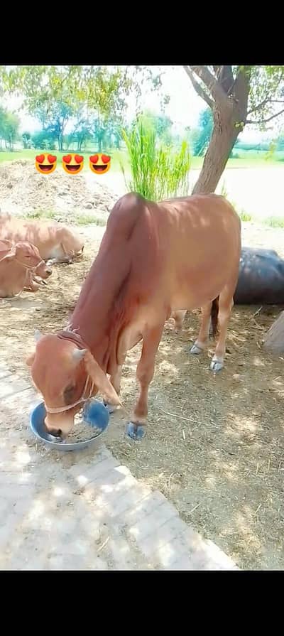 ghar ka pala howa