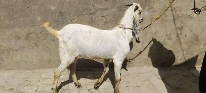 qurbani ka bakra for sale