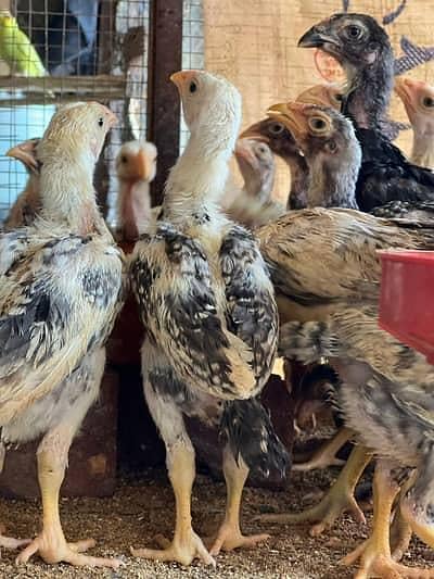 Shamo chicks