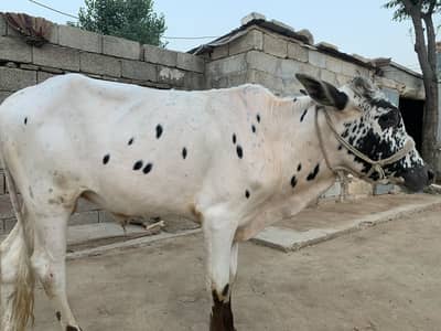 Bulls for sale bell/bulls/bacha/bachra