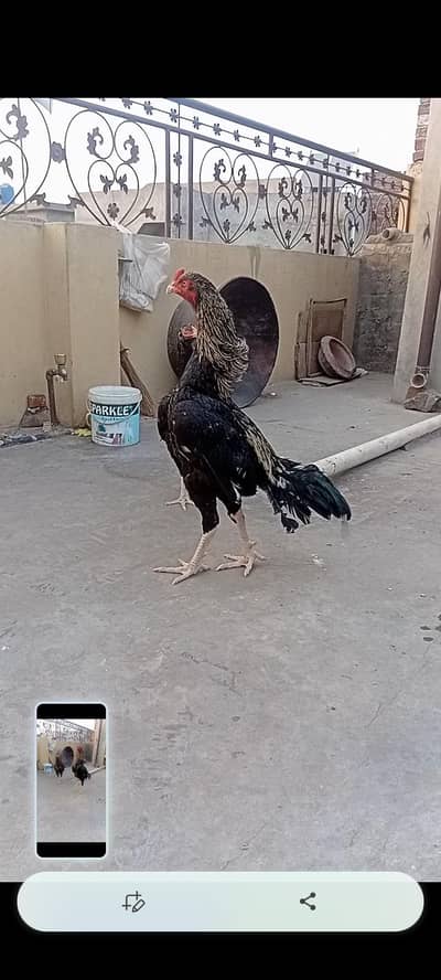 aseel chicks available
