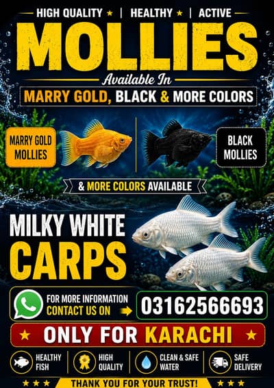 Molly Fish