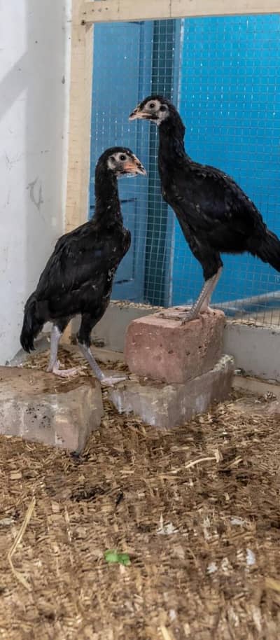 High quality Aseel chicks
