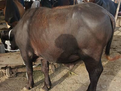 bufallow (male)