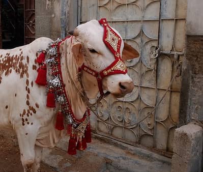 premium Nukra Bachra 2 Dant Qurbani 2026