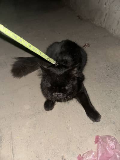Persian cat black colour