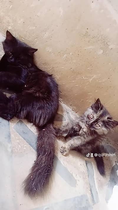 3 month  ginger black Persian kittens  show quality doll face taddy