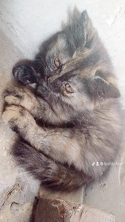 70 days  ginger black Persian kittens  show quality doll face taddy