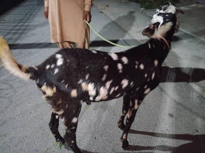 Desi Sacrificial Goats for Sale - Home-Raised