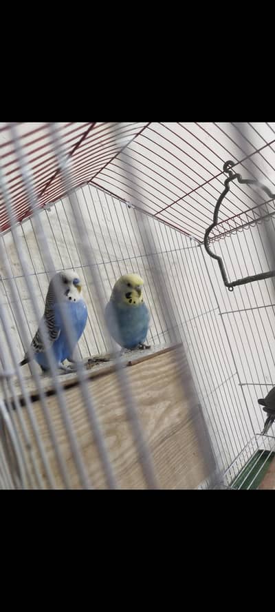 Australian parrots with pinjra condition 10/10 tottay