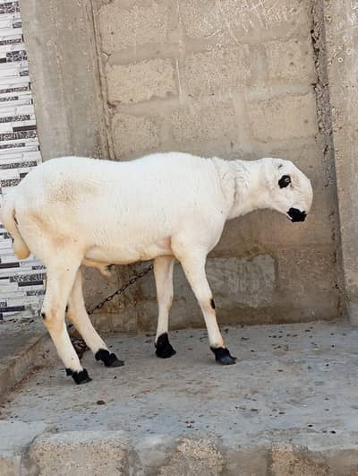 dumba for sale