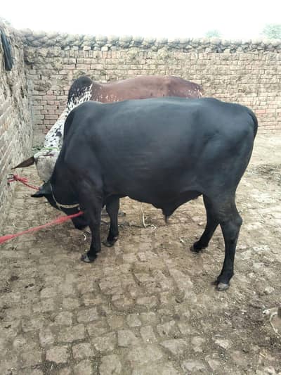 Beautiful Bull