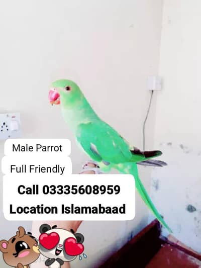 Hand Tamed Full Friendly Green Ring Neck Male Parrot
