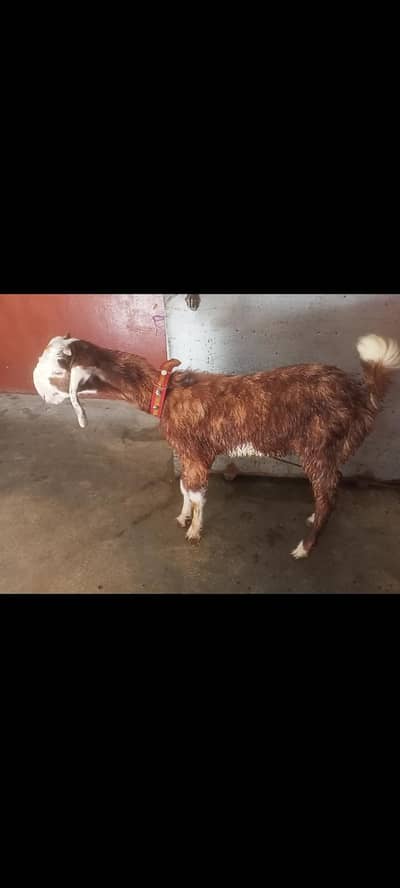 bakra
