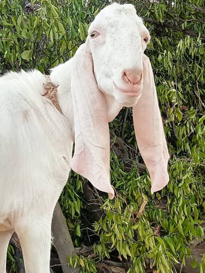 Bakra for sale for Eid