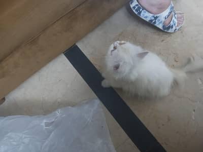 Persian cat