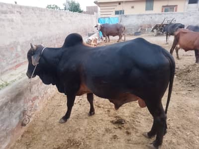 For sale  03003629966