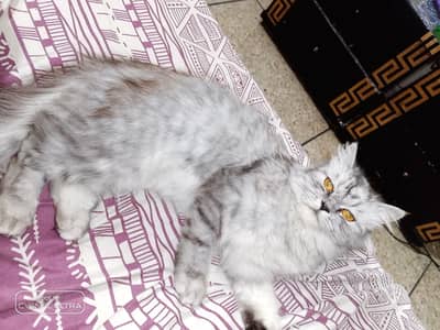 persian female cat