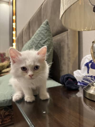 Persian cat double coat