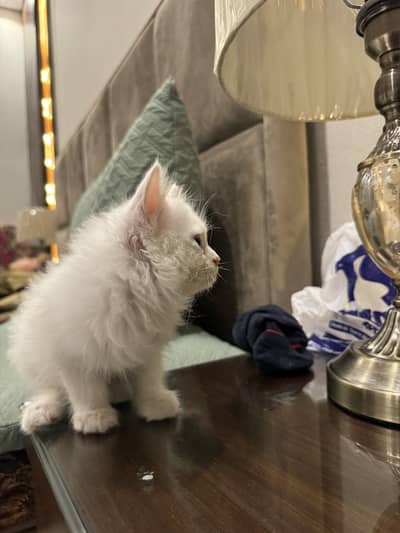 Persian cat double coat
