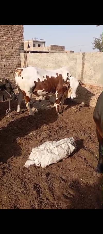 Eid ul Adha qurbani Cow