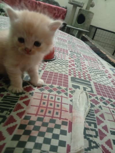 kitten creamy coffee