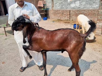 Nagra Bakra donda