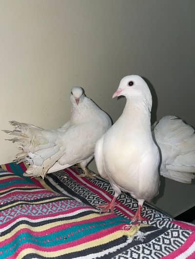 White fantail pigeons for sale.