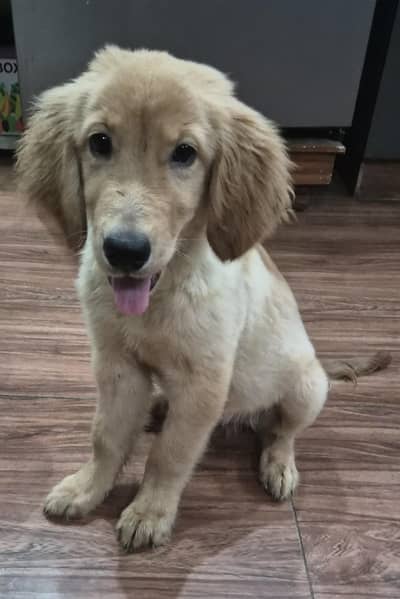 Pure Golden Retriever Puppy